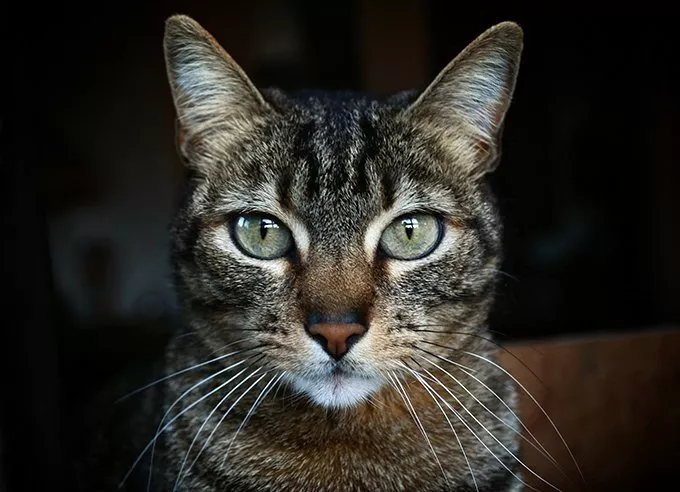 Cat Whisperer of Chicago, Illinois, Chicago